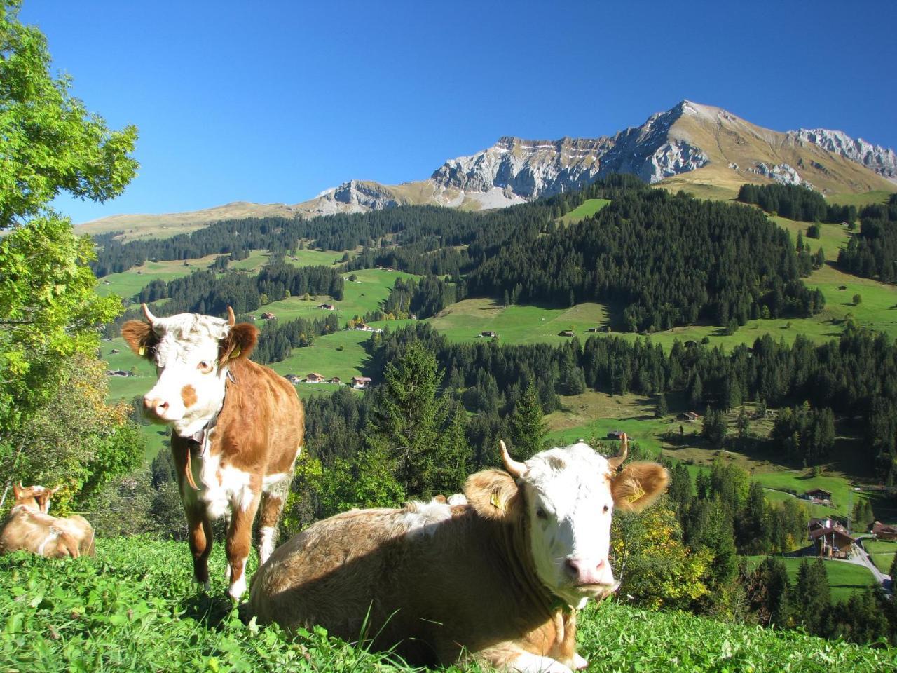 Appartment Andrea Adelboden Esterno foto